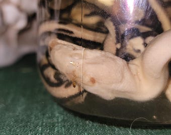 Deformed preserved hatchlings