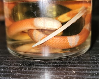 Albino Milk Snake Wet