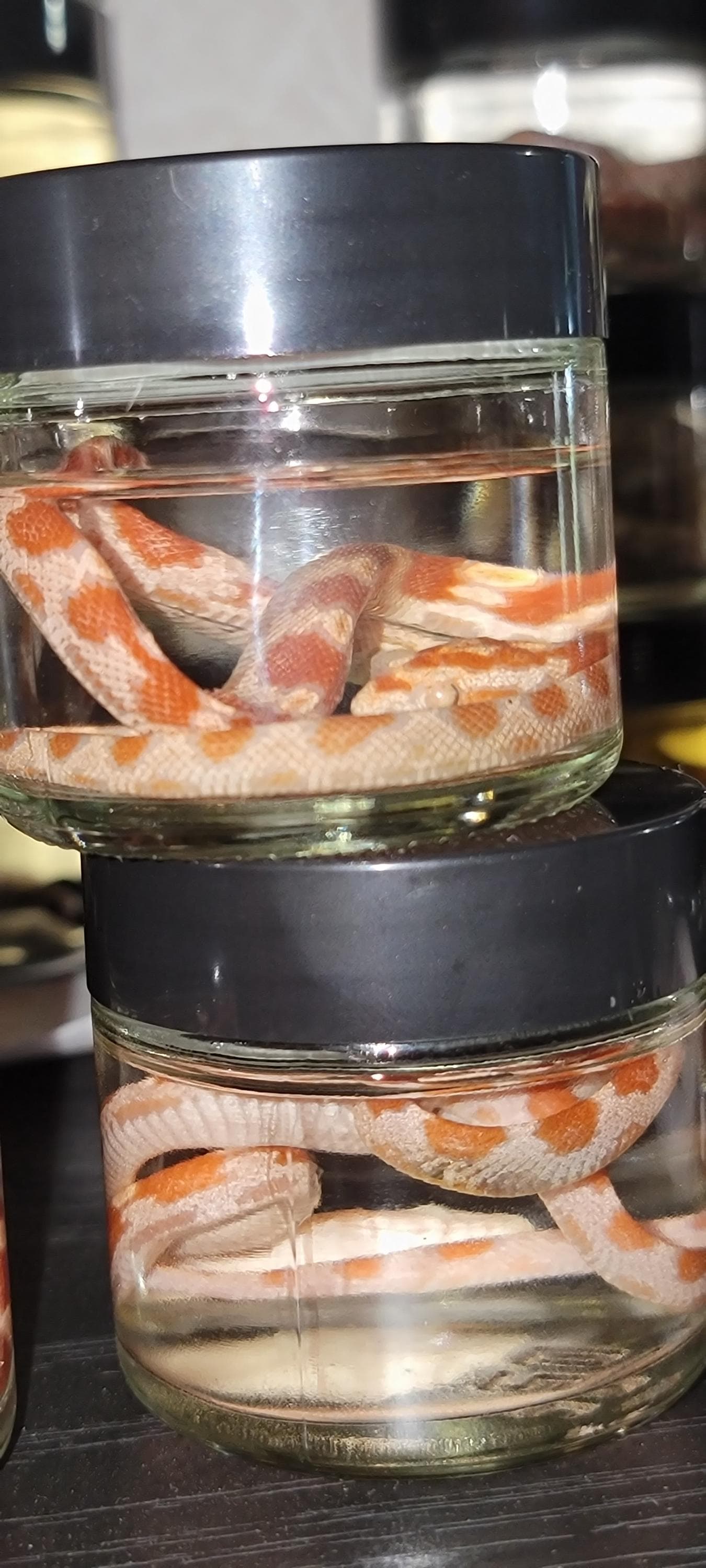 Albino corn snake