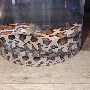 corn snakes