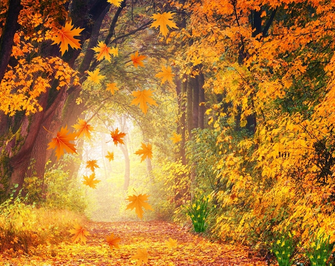 11x14 Fall Forest Print | Woodland Path with Swirling Leaves | Autumn Wall Art | Cozy Nature Scene | Rustic Fall Decor | Lighted Trail