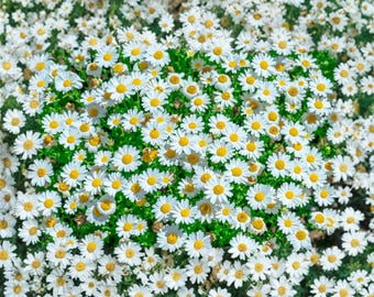 White Daisy Field Print, Wildflower Botanical Photography, Cottagecore Farmhouse Art