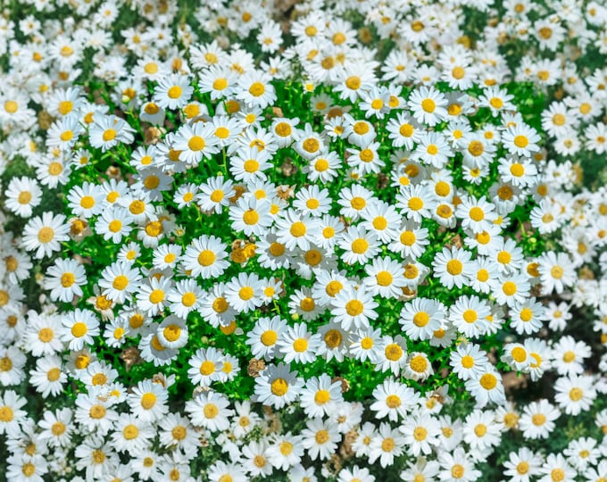 White Daisy Field Print, Wildflower Botanical Photography, Cottagecore Farmhouse Art