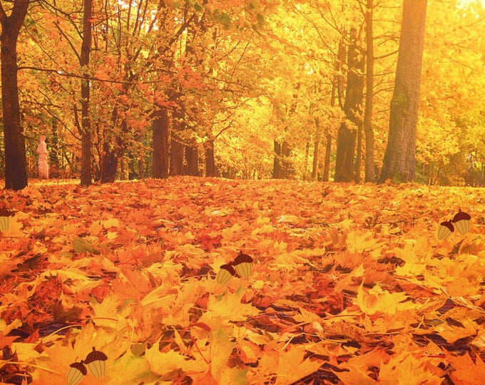 36x12 Fall Woods Wall Art, Autumn Forest Landscape Print, Horizontal Fall Decor, Nature Photography Print, Large Fall Art for Living Room