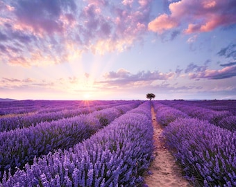 Lavender Field Sunset Print, Provence Landscape Photography, Cottagecore Nature Wall Art