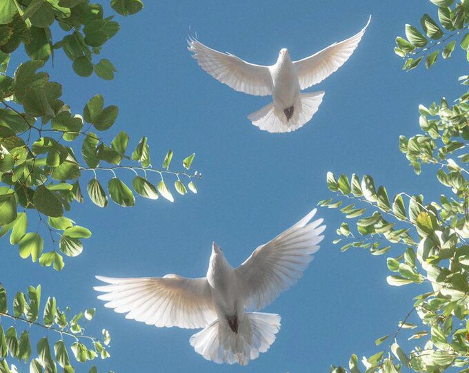 Peaceful Christian Nature Wall Art, doves flying between trees in the sunlight, 16x20 spiritual digital print, instant download, printable