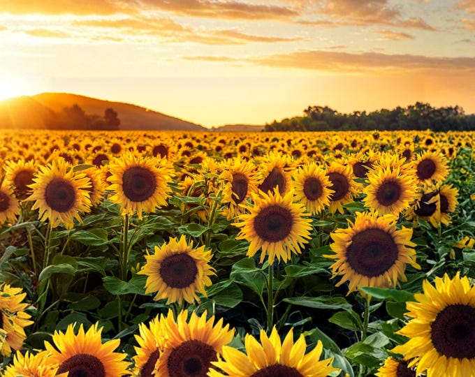 Sunflower Field Sunset Print, Golden Hour Landscape Wall Art