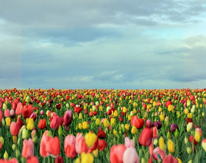 Vibrant Tulip Field Print, Colorful Spring Floral Wall Art, Blue Sky Nature