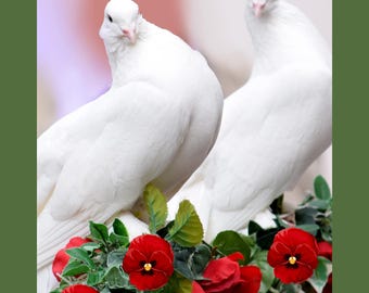 Doves on Railing Art Print: Peaceful Nature Wall Art, Red Flowers