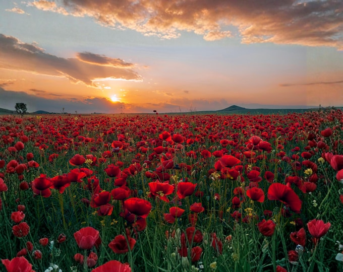 Red Flower Field Sunset Print, Golden Hour Landscape Wall Art