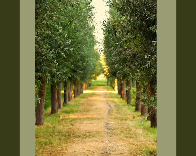 Tree-Lined Path Wall Art, Serene Nature Digital Download, Forest Trail Printable Landscape, Peaceful Woodland Decor, Earth Tone Artwork