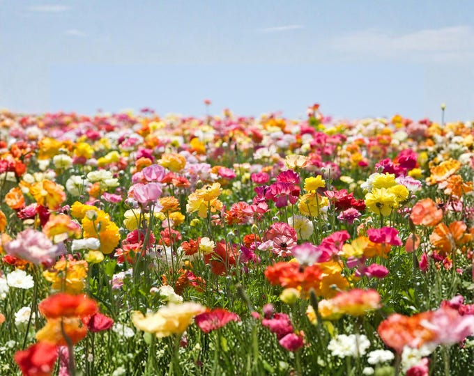 Vibrant Wildflower Field Print, Colorful Meadow Landscape, Blue Sky Nature Decor
