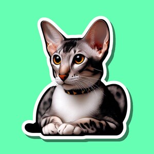Oriental Shorthair Cat Sticker: Waterproof Vinyl Decal