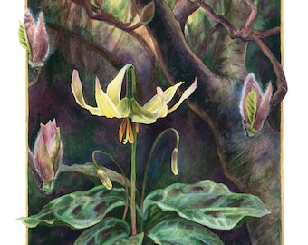 Fine Art Print of Original Watercolor Painting - Erythronium