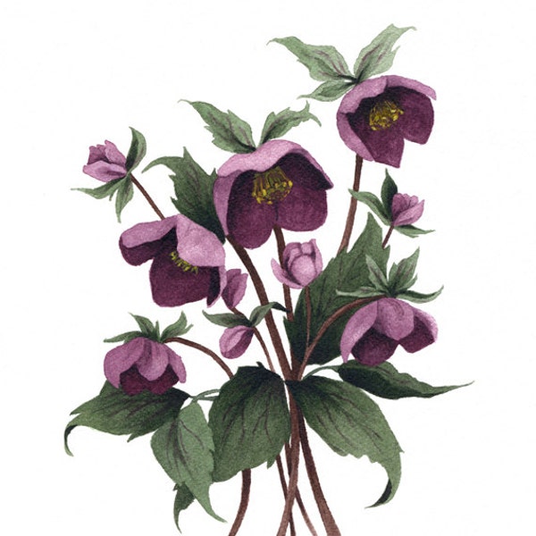 Fine Art Print of Original Watercolor Painting - Hellebore