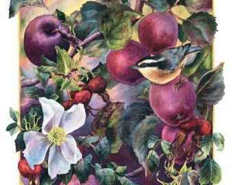 Fine Art Print of Original Watercolor Painting - Wild Apples, Wild Roses