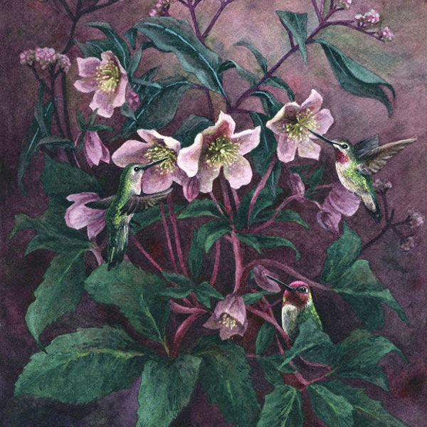 Fine Art Print of Original Watercolor Painting - Hellebore Hummingbirds