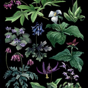 May include: Watercolor illustration of various wildflowers and foliage against a black background. The image features detailed depictions of different plant species, including bleeding hearts, trilliums, and other flowering plants in shades of purple, white, and green.