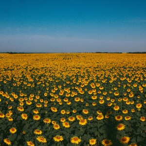 以下が含まれることがあります： 青空の下、満開の鮮やかな黄色のひまわり畑
