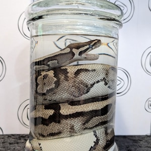 May include: A preserved snake in a clear glass jar with a lid. The snake is coiled inside the jar, with a pattern of black, brown, and cream scales. The jar is filled with a clear liquid.