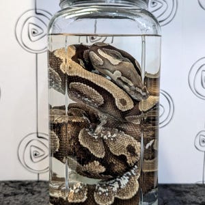 Large Sugar Ball Python Wet specimen