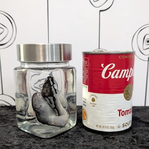 May include: A clear glass jar with a silver lid contains a coiled snake. Next to it is a can of Campbell's Tomato Soup. The soup can is red and white with the Campbell's logo and the text "Tomato Soup".