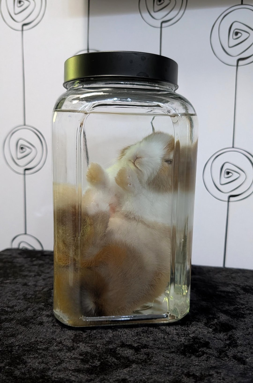 Make Rabbit Specimen Rabbit Wet Specimen - Etsy