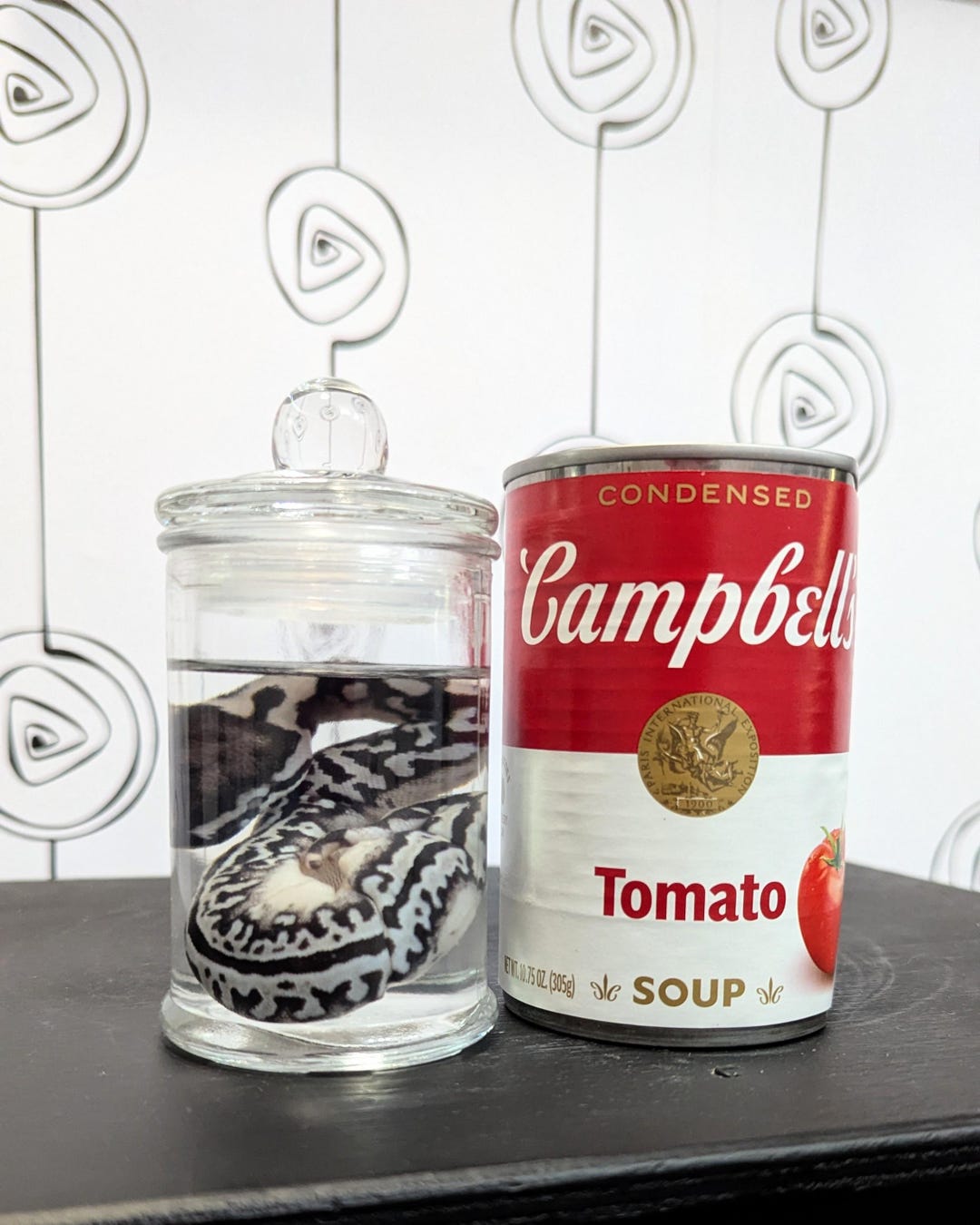 Deformed Axanthic Ball Python Wet Specimen - Etsy