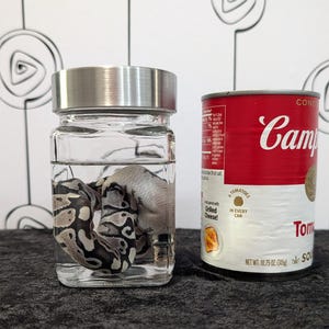 May include: A glass jar with a silver lid containing a coiled snake. Next to it is a can of Campbell's tomato soup. The soup can is red with white text and a grilled cheese sandwich graphic.