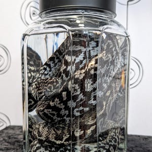 May include: A glass jar with a black lid containing a snake. The snake has a black and white pattern. The jar is clear and has a square shape.