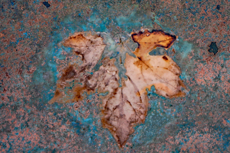 May include: A dried leaf with a brown, orange, and white color scheme is pressed onto a blue and brown textured surface.