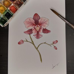 Orchidee, aquarel botanische illustratie, originele handtekening, surrealistische originele aquarel, florale decoratie, delicaat bloeiend gezicht