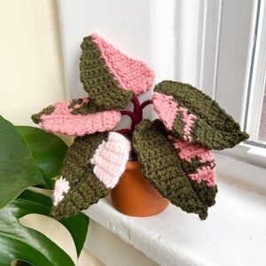 Monstera pink princess - Etsy.de