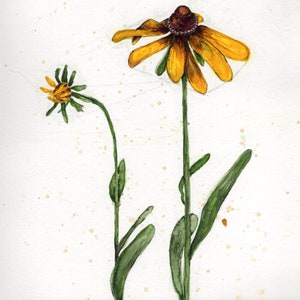 Black Eyed Susan Meditation in the Garden Print
