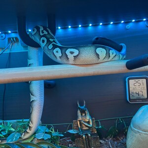 Ball Python Corn Hog Nose Snake Climbing Enrichment Hoops Toys for