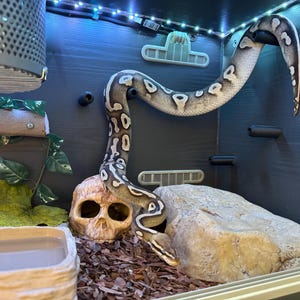 Ball  Python corn hog nose Snake climbing enrichment pegs toys for Reptile