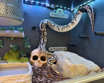 Ball  Python corn hog nose Snake climbing enrichment pegs toys for Reptile