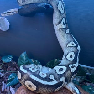 Ball Python Corn Hog Nose Snake Climbing Enrichment Hoops Toys for