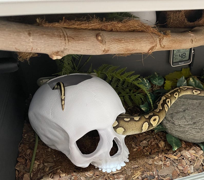 Corn Snake Enrichment And Behavior photo