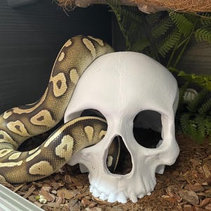 Ball  Python corn hog nose Snake enrichment Skull toys for Reptile