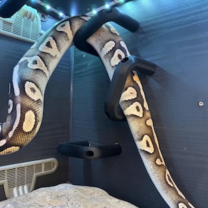 Ball Python corn hog nose Snake climbing enrichment hoops toys for Reptile zdjęcie 6