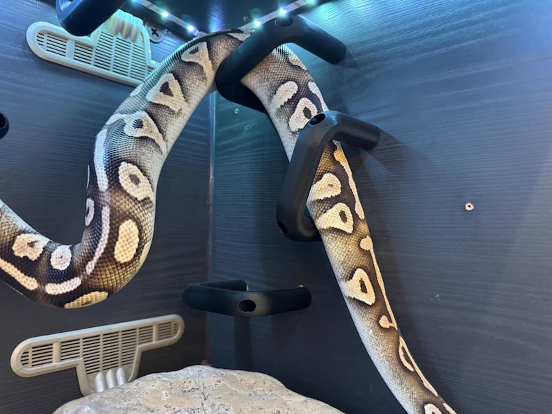 Ball Python corn hog nose Snake climbing enrichment hoops toys for Reptile zdjęcie 6