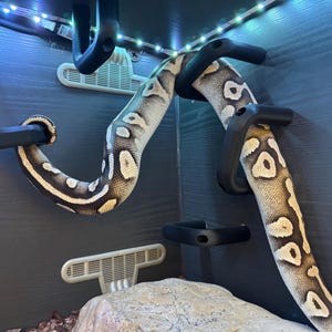 Ball Python Corn Hog Nose Snake Climbing Enrichment Hoops Toys for