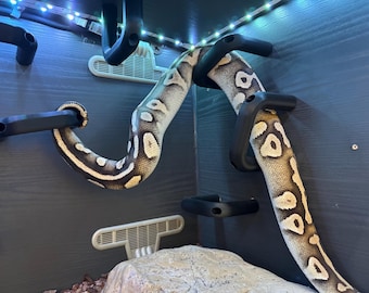 Ball  Python corn hog nose Snake climbing enrichment hoops toys for Reptile