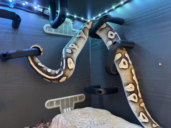 Ball  Python corn hog nose Snake climbing enrichment hoops toys for Reptile