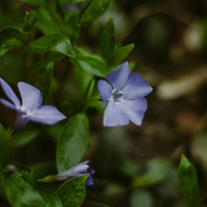 Vinca minor periwinkle flowers creeping myrtle evergreen vines for any soil garden gift naturalizing groundcover sun or shade plant