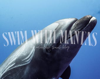 Bottlenose Dolphin Metal Print