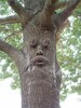 Mr. MapleShade Tree Face 