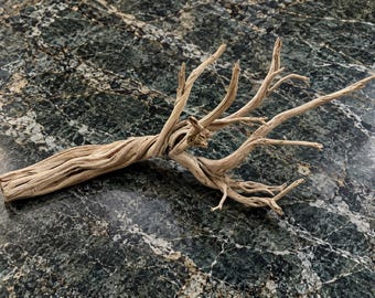 25" Sandblasted Ghostwood Branch