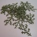 E20- 20 cedar sprig die cuts, 2 x 1 1/4th inches, scrapbooking, card making, paper projects